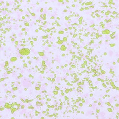 CD2 Transparent Laxani Dots - WILTON PATISSERIE