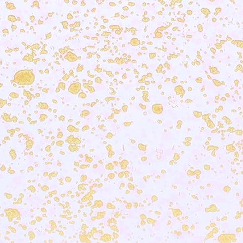 CD4 Transparent Gold Dots - WILTON PATISSERIE