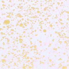 CD4 Transparent Gold Dots - WILTON PATISSERIE